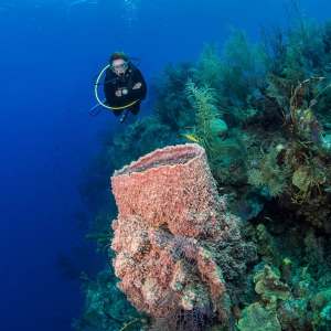 Belize - bekerspons met duiker